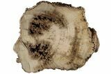 Polished Petrified Wood (Mahogany) Log - Myanmar #185092-1